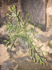 Chorizanthe brevicornu
