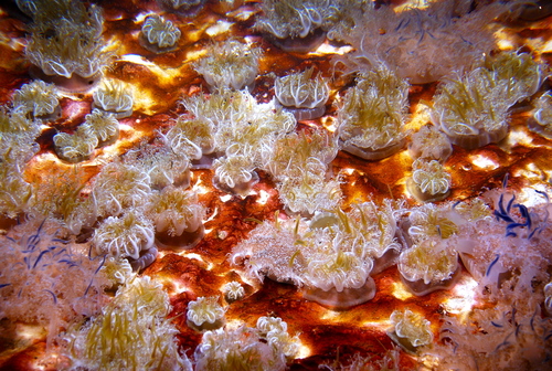 Mangrove Upsidedown Jelly, photo 5 of 9