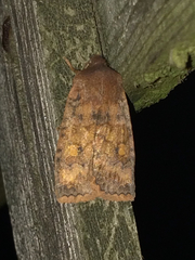 Eupsilia tristigmata