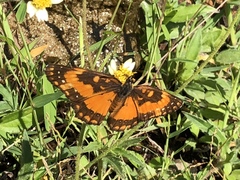 Chlosyne lacinia saundersi