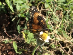 Chlosyne lacinia saundersi