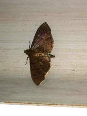 Pilocrocis ramentalis