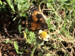 Chlosyne lacinia saundersi