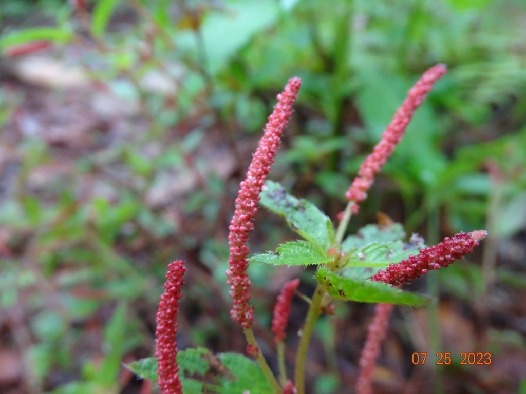 shrubby copperleaf from 46993 Jal., México on July 25, 2023 at 0619 PM