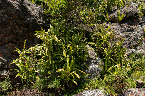 Oleandraceae image