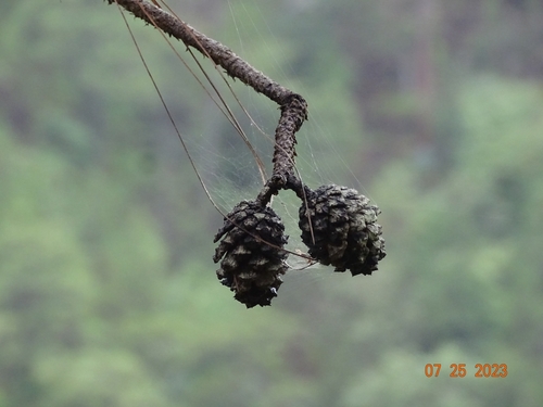 Douglas pine (Pinus gordoniana)