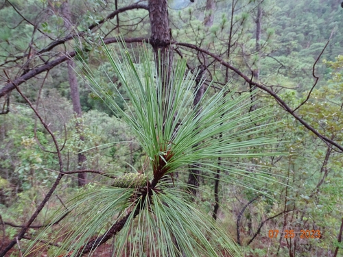 Image of Pinus gordoniana by (c) Abraham Sánchez Romero, some rights reserved (CC BY)