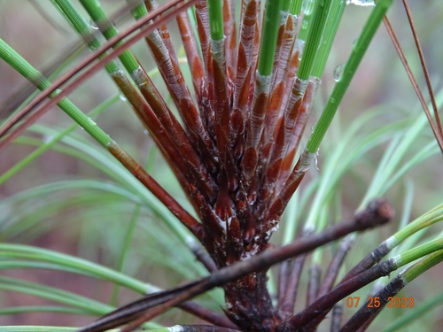 Image of Douglas Pine (Pinus gordoniana) by (c) Abraham Sánchez Romero, some rights reserved (CC BY)