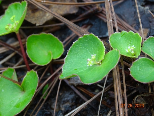 Image of Micropleura renifolia by (c) Abraham Sánchez Romero, some rights reserved (CC BY)