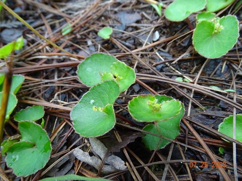 Image of Micropleura renifolia by (c) Abraham Sánchez Romero, some rights reserved (CC BY)