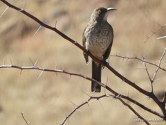 Toxostoma curvirostre