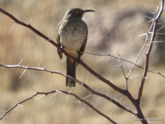 Toxostoma curvirostre