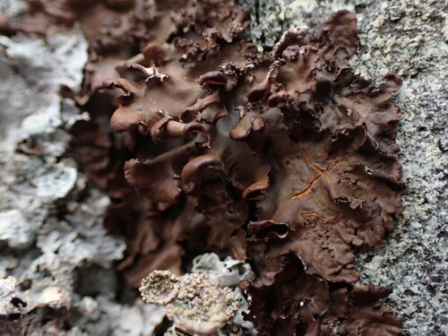 Mustard Kidney Lichen