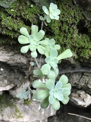 Sedum palmeri