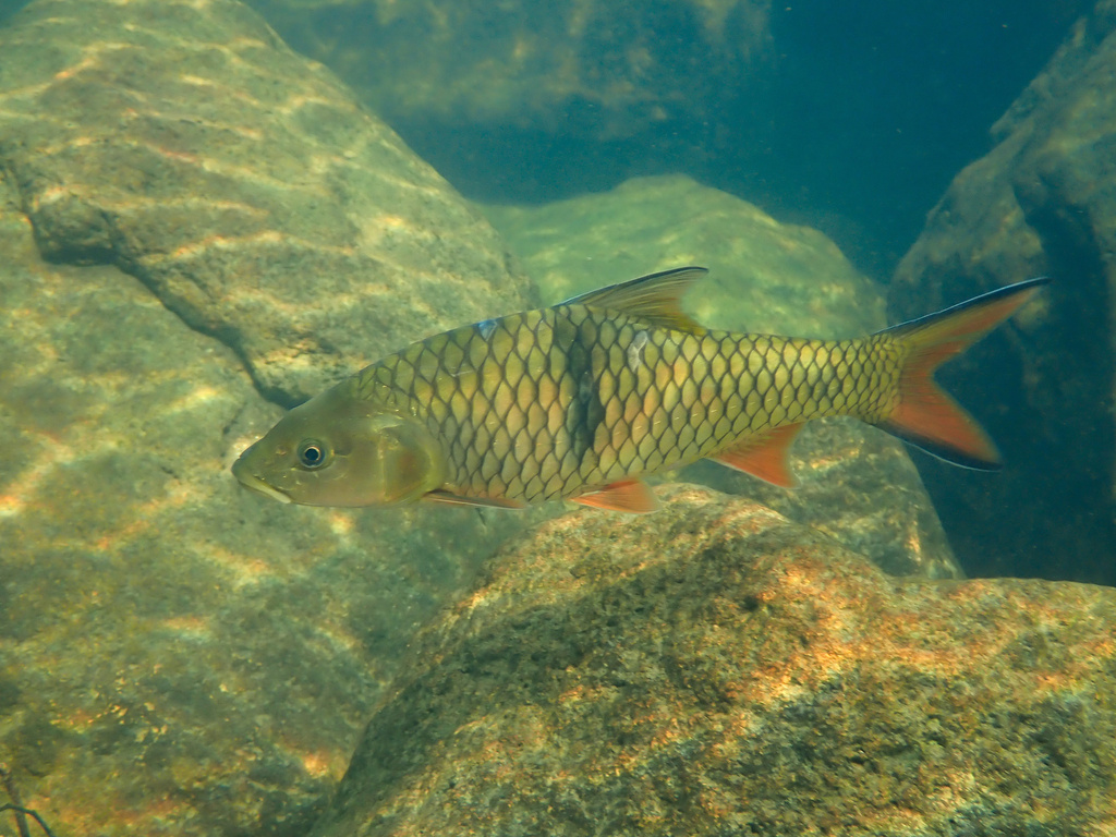 Hampala barb (Hampala macrolepidota) — Cyprinidae