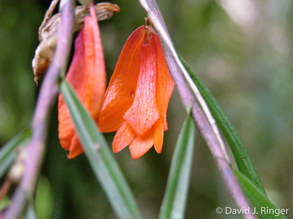 Dendrobium habbemense P.Royen