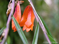 Dendrobium habbemense