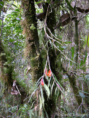 Dendrobium habbemense