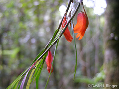 Dendrobium habbemense