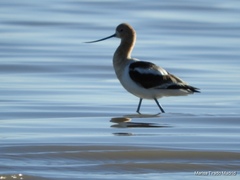 Recurvirostra americana