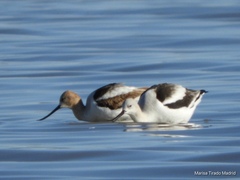 Recurvirostra americana