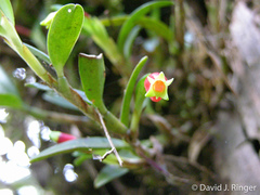 Mediocalcar agathodaemonis