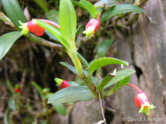 Mediocalcar agathodaemonis