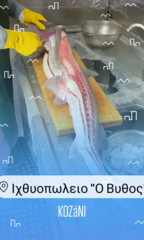 Mustelus mustelus