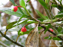 Mediocalcar agathodaemonis