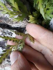 Asplenium haurakiense