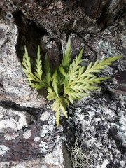 Asplenium haurakiense