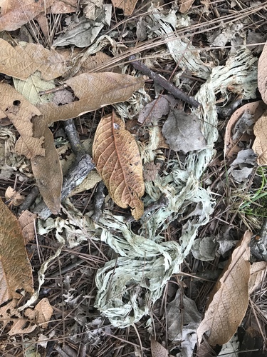 Ramalina sharpii image