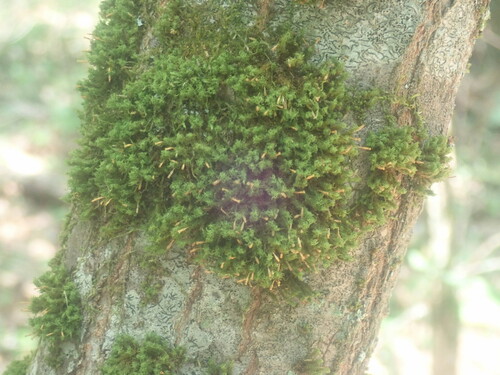 Image of Ulota crispa by no rights reserved