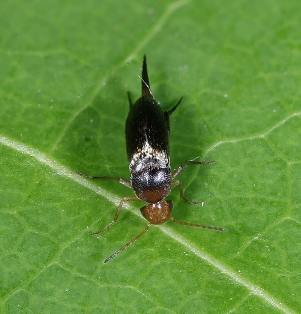 Mordellina impatiens
