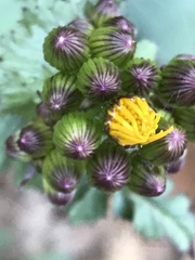 Packera coahuilensis