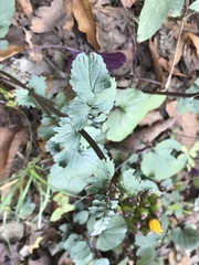 Packera coahuilensis