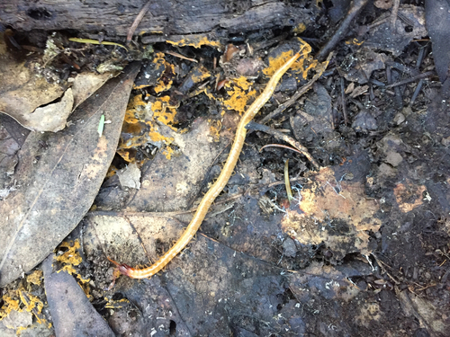 Geophilomorpha