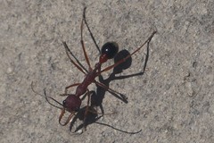 Myrmecia analis