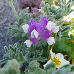 Lathyrus littoralis