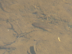 Nightfish photo 3