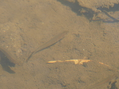 Galaxias occidentalis