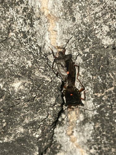 Forest Bug