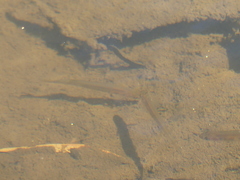 Galaxias occidentalis