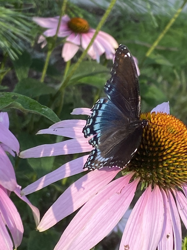 red-spotted-purple-from-niagara-college-blvd-welland-on-ca-on-july