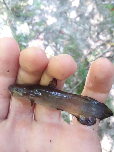 Noturus funebris