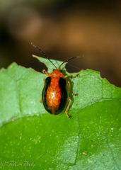 Oides silphomorphoides