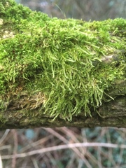 Hypnum resupinatum