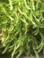 Hypnum resupinatum