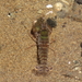 Richardson's Snapping Shrimp - Photo (c) tangatawhenua, some rights reserved (CC BY-NC), uploaded by tangatawhenua