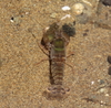 Richardson's Snapping Shrimp - Photo (c) tangatawhenua, some rights reserved (CC BY-NC), uploaded by tangatawhenua